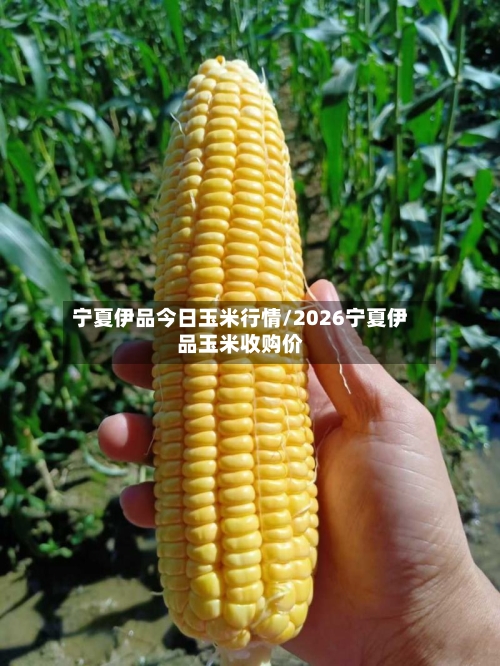 宁夏伊品今日玉米行情/2026宁夏伊品玉米收购价-第2张图片