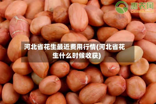 河北省花生最近费用行情(河北省花生什么时候收获)