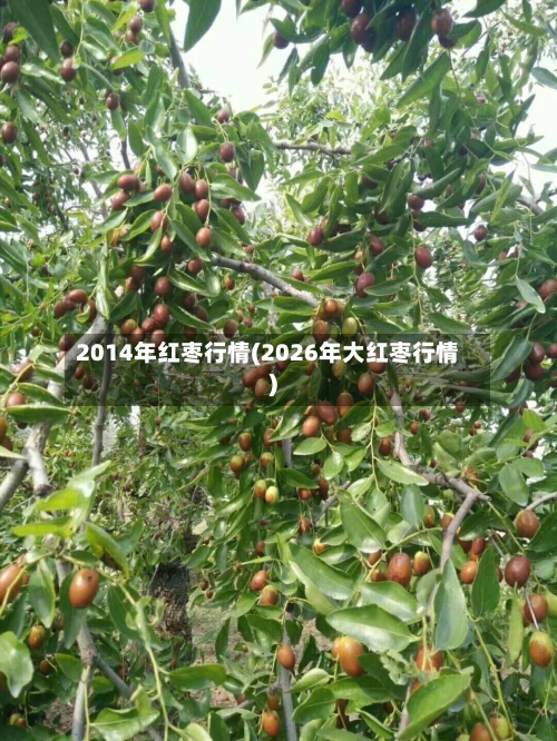 2014年红枣行情(2026年大红枣行情)-第3张图片