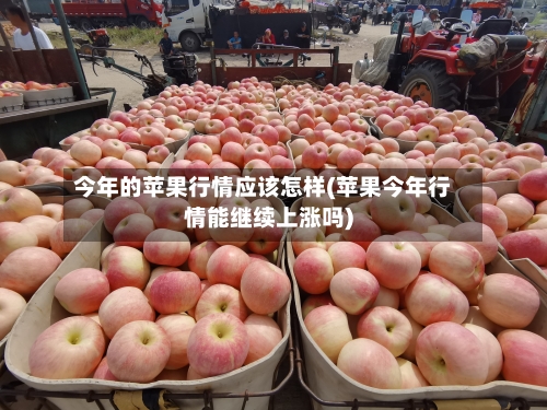 今年的苹果行情应该怎样(苹果今年行情能继续上涨吗)