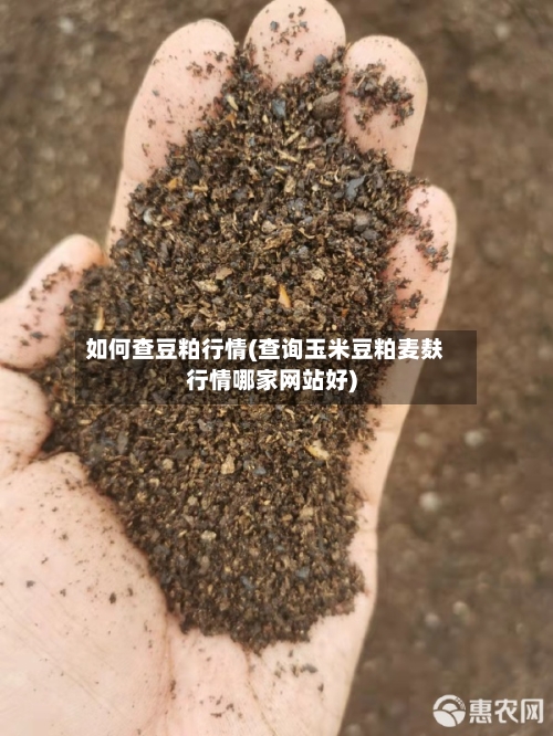如何查豆粕行情(查询玉米豆粕麦麸行情哪家网站好)