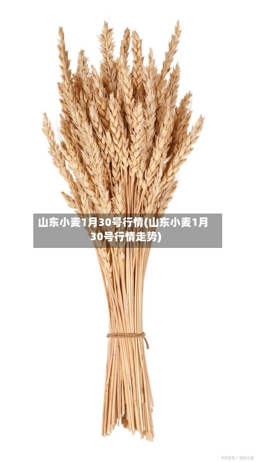 山东小麦1月30号行情(山东小麦1月30号行情走势)
