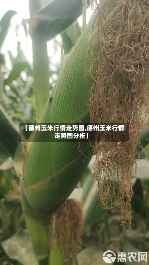 【德州玉米行情走势图,德州玉米行情走势图分析】-第3张图片
