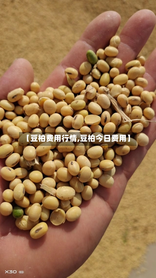 【豆柏费用行情,豆柏今日费用】