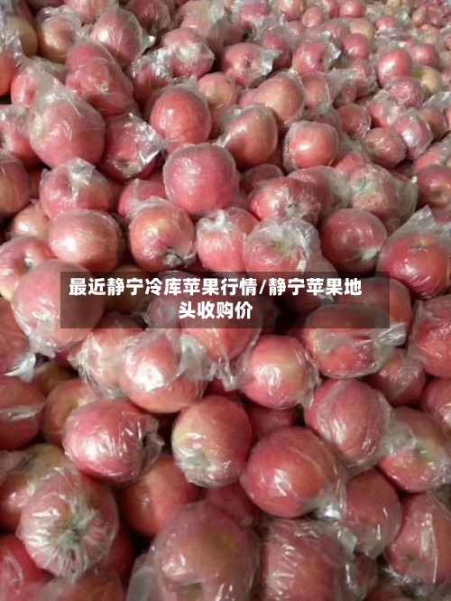 最近静宁冷库苹果行情/静宁苹果地头收购价-第2张图片