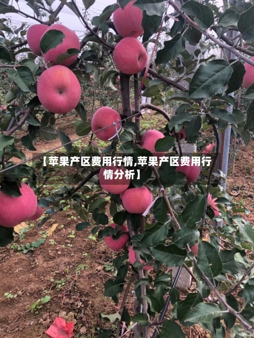 【苹果产区费用行情,苹果产区费用行情分析】-第2张图片