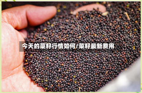 今天的菜籽行情如何/菜籽最新费用