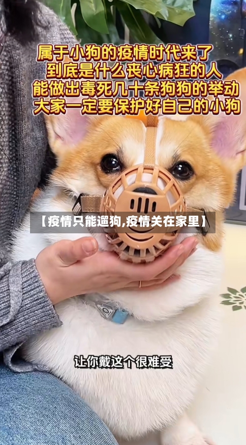 【疫情只能遛狗,疫情关在家里】-第2张图片