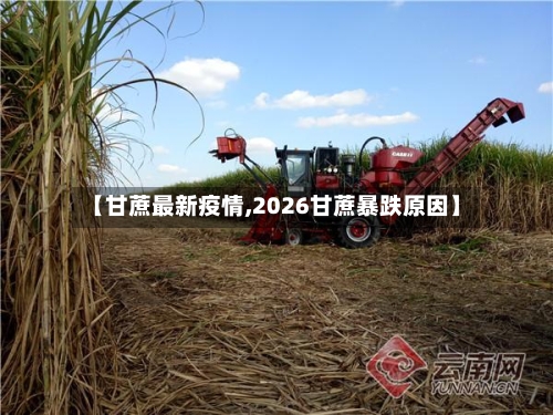 【甘蔗最新疫情,2026甘蔗暴跌原因】-第2张图片