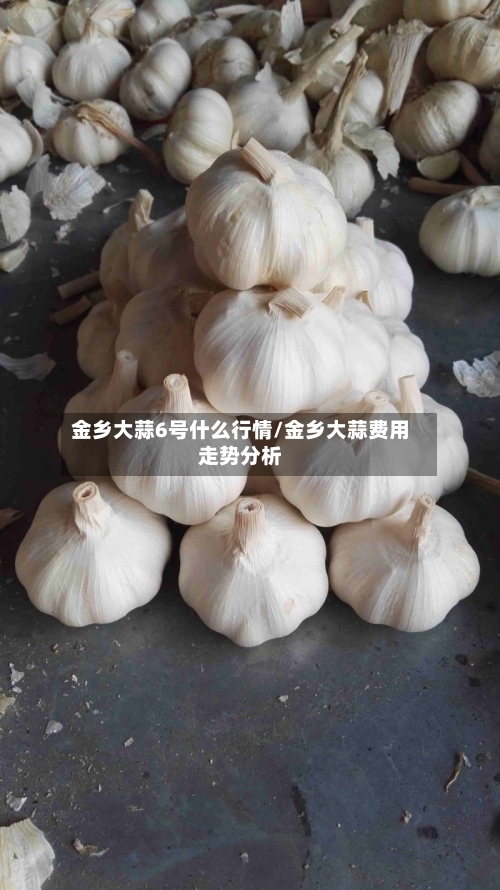 金乡大蒜6号什么行情/金乡大蒜费用走势分析-第2张图片