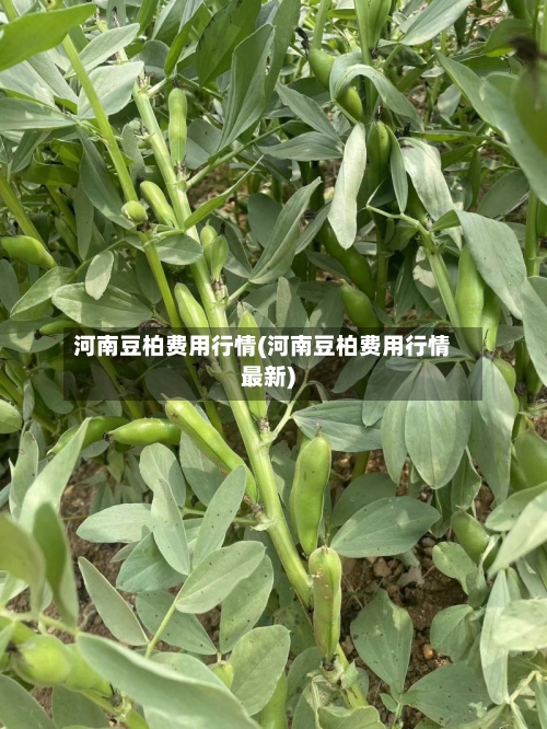 河南豆柏费用行情(河南豆柏费用行情最新)