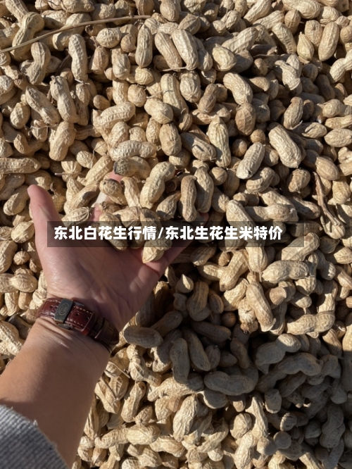 东北白花生行情/东北生花生米特价-第2张图片