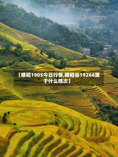 【粳稻1905今日行情,粳稻谷19266属于什么档次】