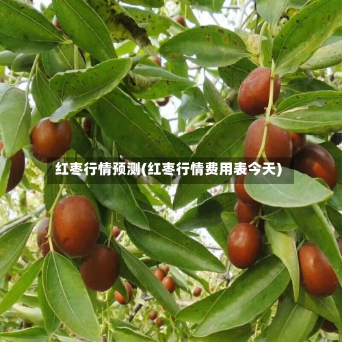 红枣行情预测(红枣行情费用表今天)