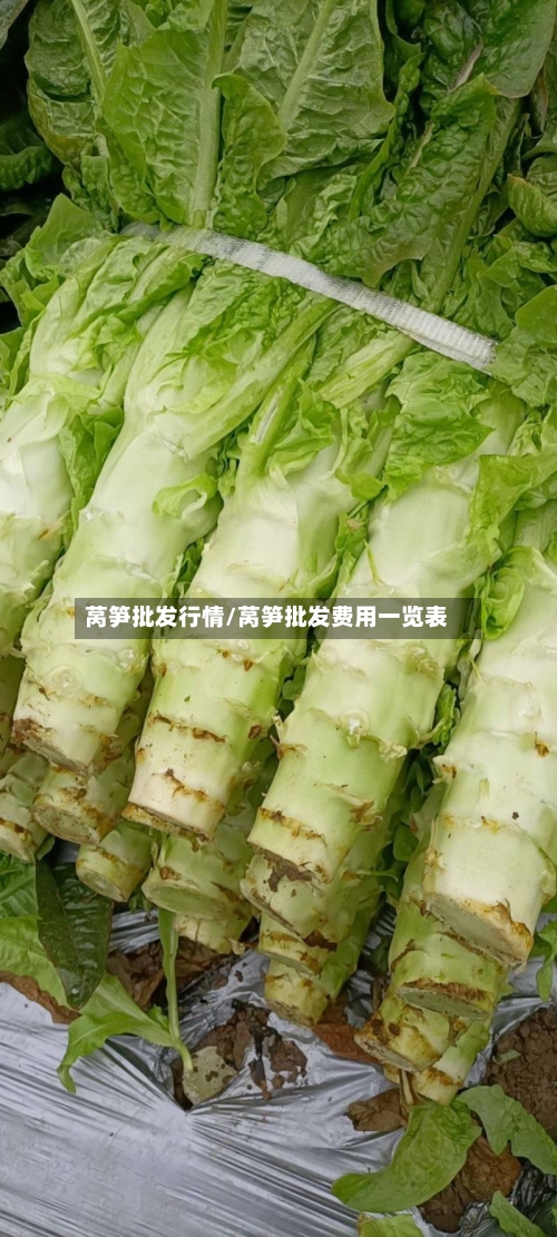 莴笋批发行情/莴笋批发费用一览表