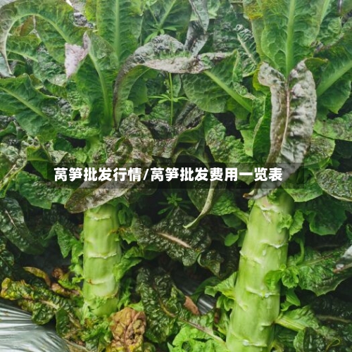莴笋批发行情/莴笋批发费用一览表-第3张图片