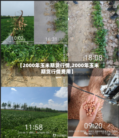 【2000年玉米期货行情,2000年玉米期货行情费用】-第3张图片
