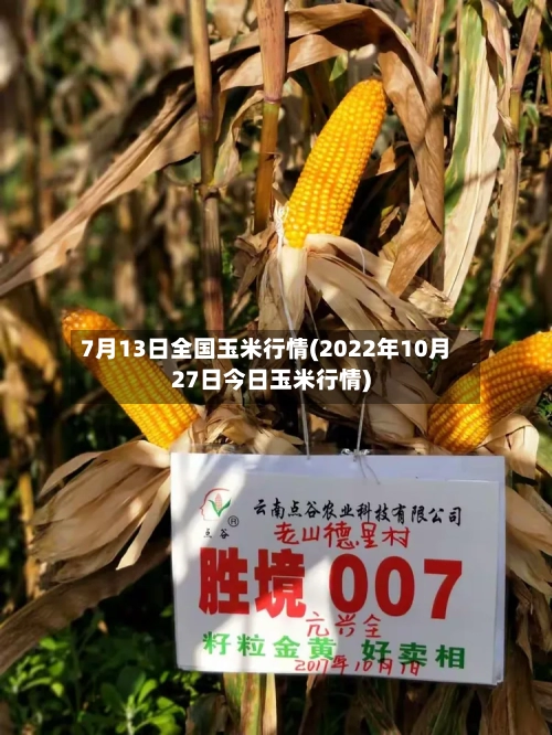 7月13日全国玉米行情(2022年10月27日今日玉米行情)