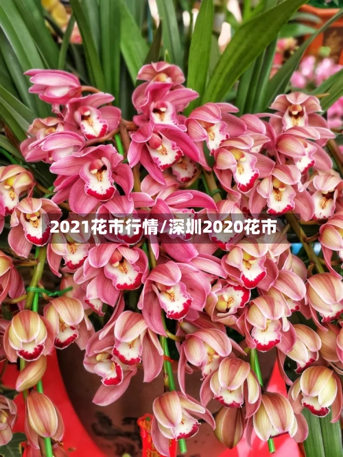 2021花市行情/深圳2020花市-第2张图片