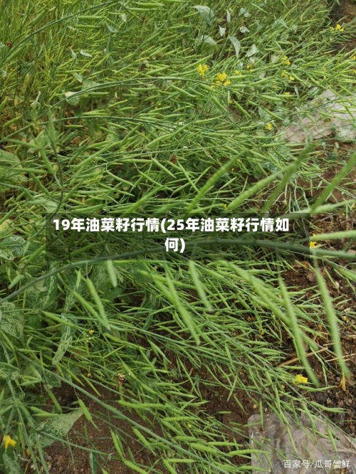 19年油菜籽行情(25年油菜籽行情如何)