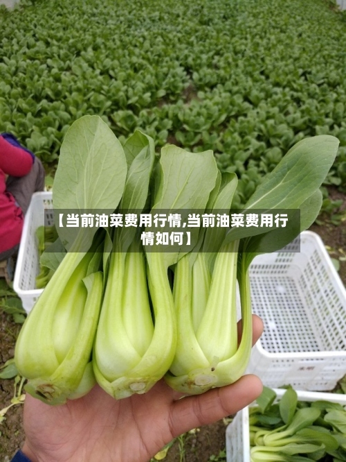 【当前油菜费用行情,当前油菜费用行情如何】-第2张图片