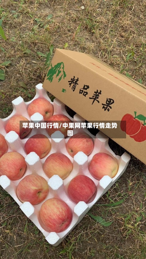 苹果中国行情/中果网苹果行情走势图