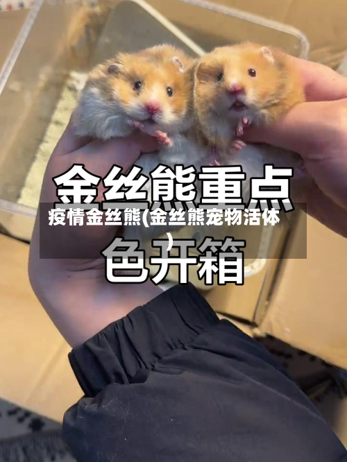 疫情金丝熊(金丝熊宠物活体)-第2张图片
