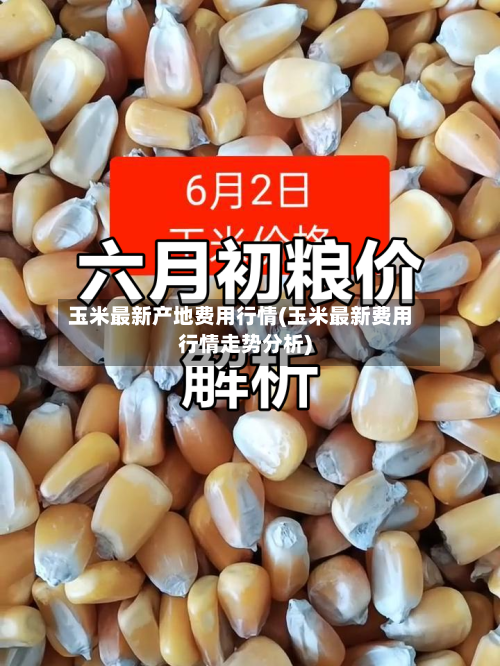 玉米最新产地费用行情(玉米最新费用行情走势分析)