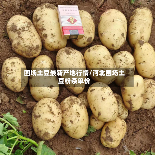 围场土豆最新产地行情/河北围场土豆粉条单价