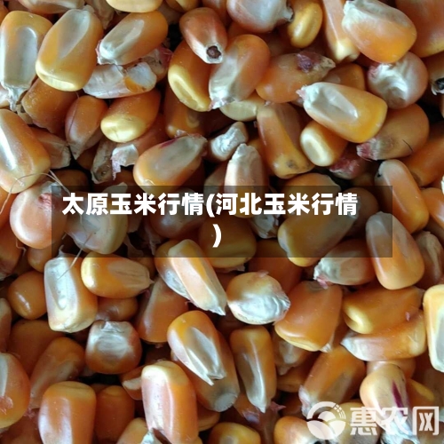 太原玉米行情(河北玉米行情)-第2张图片