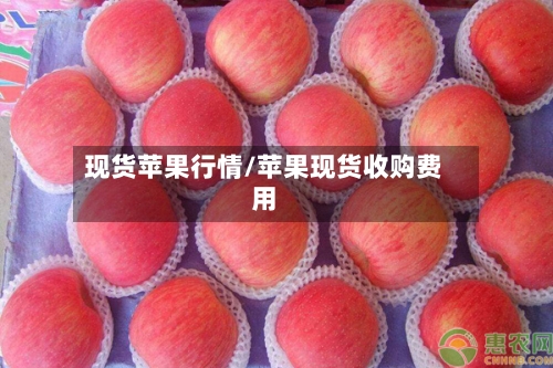 现货苹果行情/苹果现货收购费用