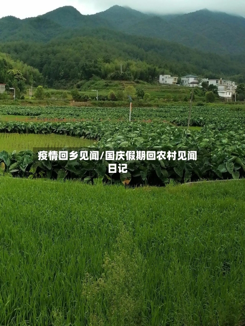 疫情回乡见闻/国庆假期回农村见闻日记-第2张图片