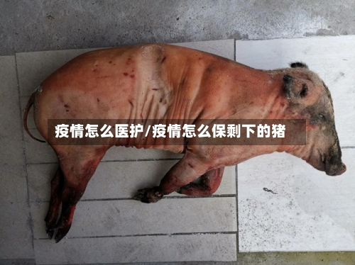 疫情怎么医护/疫情怎么保剩下的猪-第3张图片