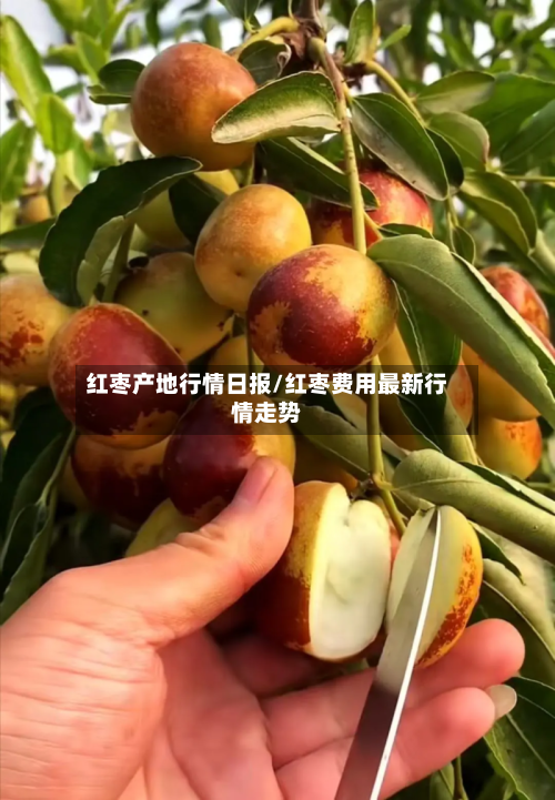 红枣产地行情日报/红枣费用最新行情走势-第2张图片