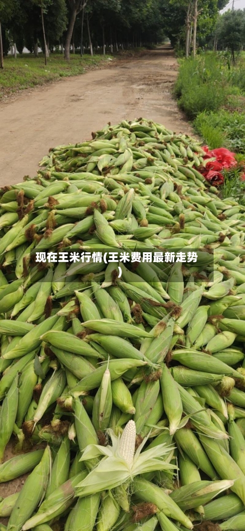 现在王米行情(王米费用最新走势)