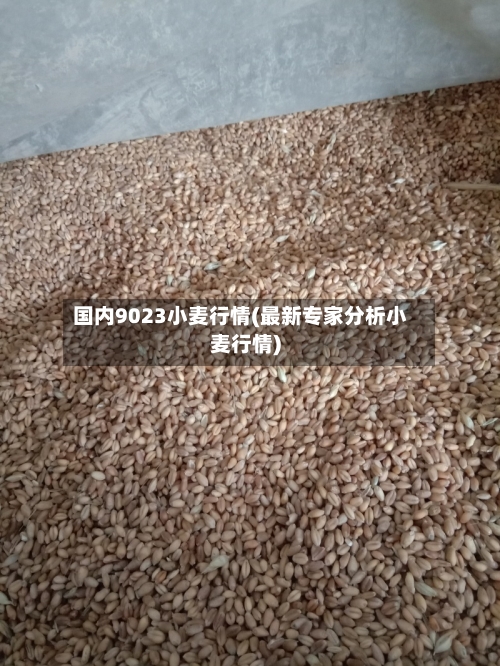国内9023小麦行情(最新专家分析小麦行情)