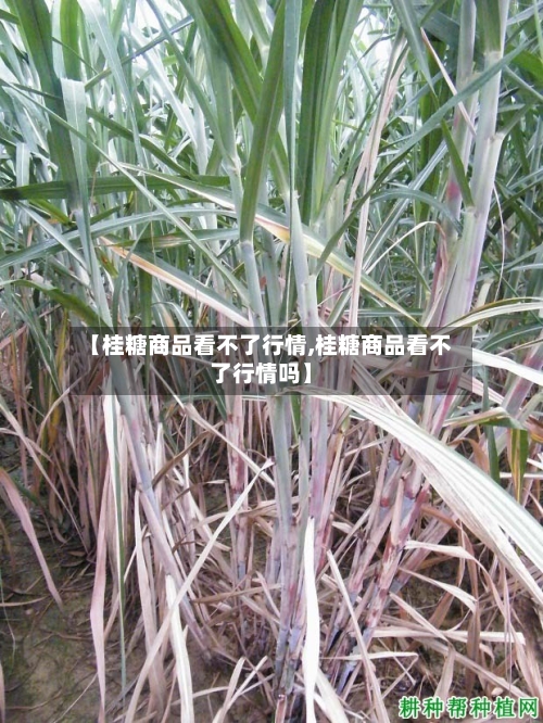 【桂糖商品看不了行情,桂糖商品看不了行情吗】