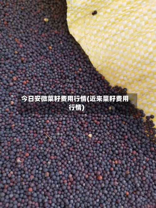今日安微菜籽费用行情(近来菜籽费用行情)