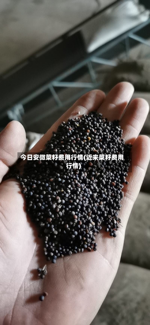 今日安微菜籽费用行情(近来菜籽费用行情)-第2张图片