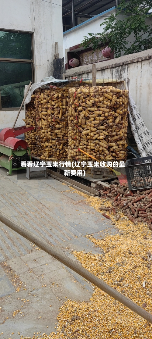 看看辽宁玉米行情(辽宁玉米收购的最新费用)
