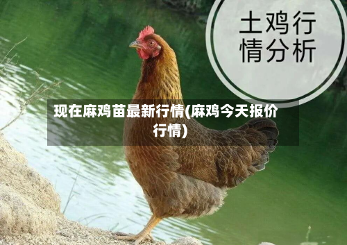 现在麻鸡苗最新行情(麻鸡今天报价行情)-第2张图片