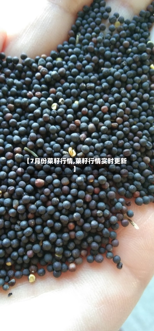 【7月份菜籽行情,菜籽行情实时更新】
