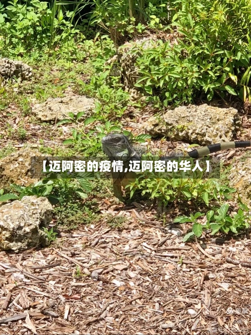 【迈阿密的疫情,迈阿密的华人】