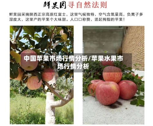中国苹果市场行情分析/苹果水果市场行情分析-第2张图片
