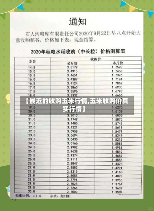【最近的收购玉米行情,玉米收购价真实行情】-第2张图片