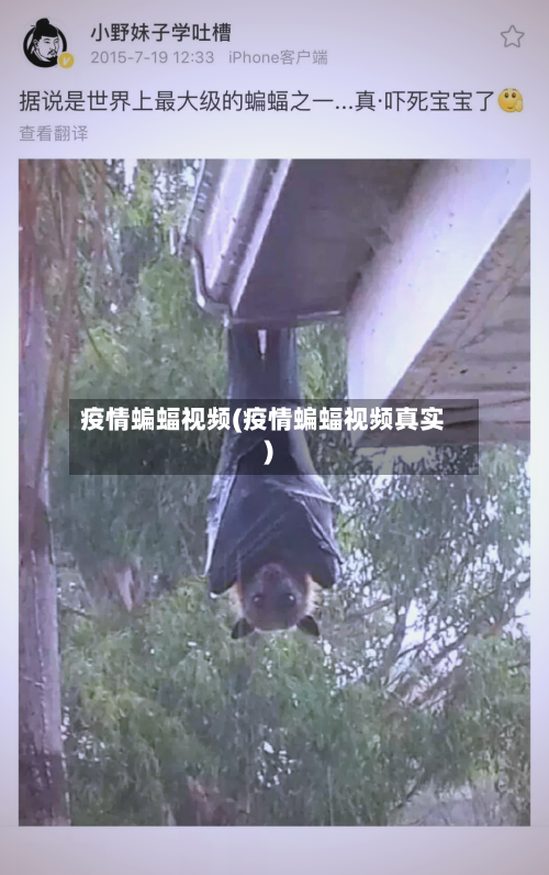 疫情蝙蝠视频(疫情蝙蝠视频真实)
