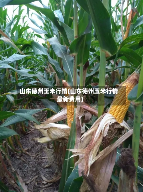 山东德州玉米行情(山东德州玉米行情最新费用)-第3张图片