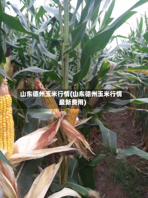 山东德州玉米行情(山东德州玉米行情最新费用)-第2张图片