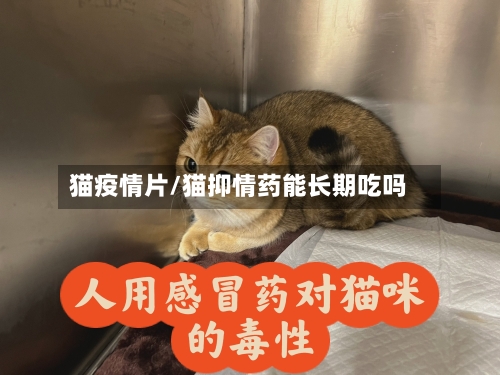 猫疫情片/猫抑情药能长期吃吗-第2张图片