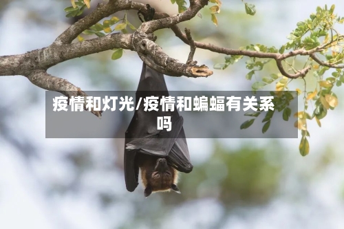 疫情和灯光/疫情和蝙蝠有关系吗-第2张图片